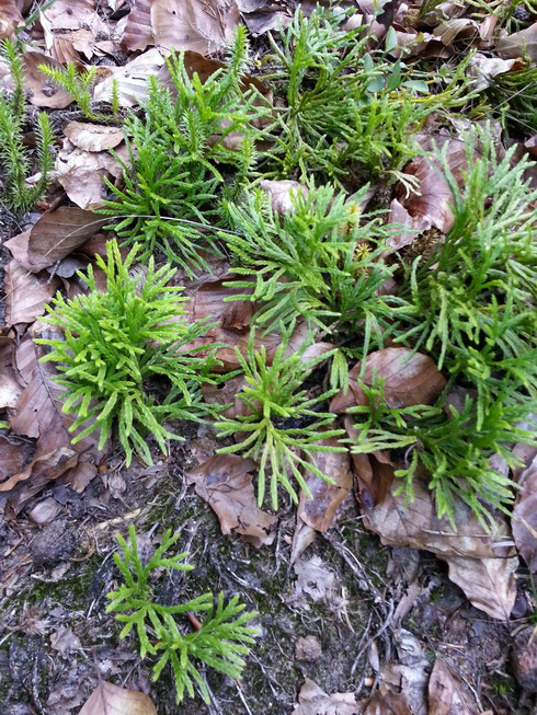 Diphasiastrum zeilleri