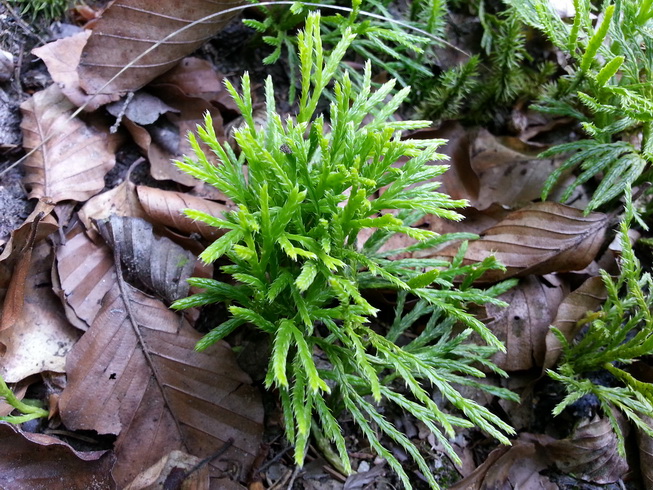 Diphasiastrum zeilleri