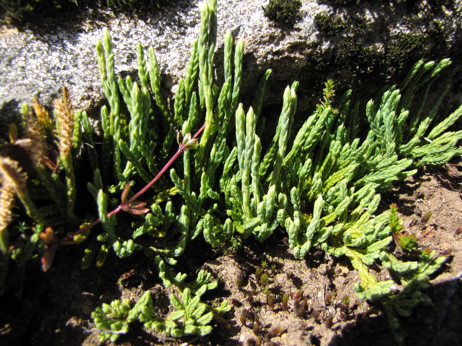 Diphasiastrum alpinum