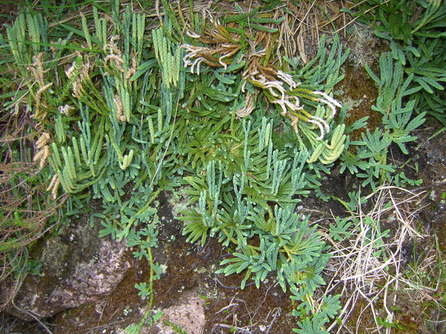 Diphasiastrum alpinum