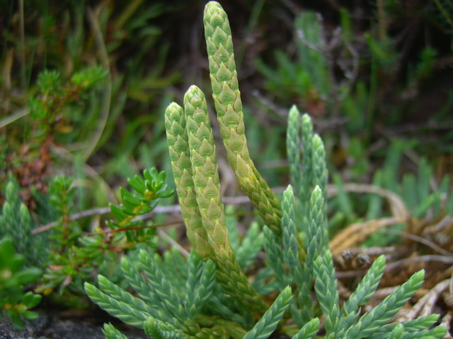 Diphasiastrum alpinum