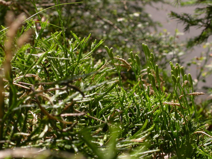 Diphasiastrum complanatum