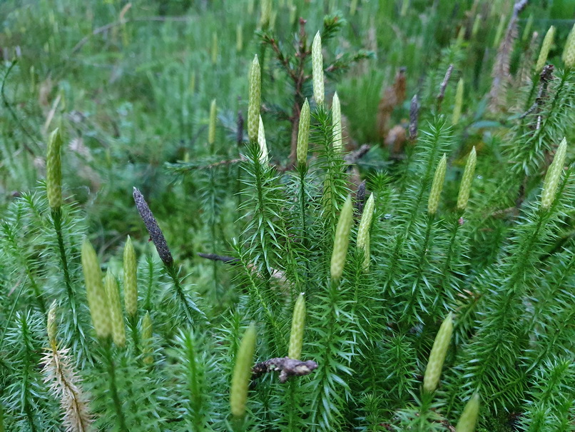 Lycopodium annotinum
