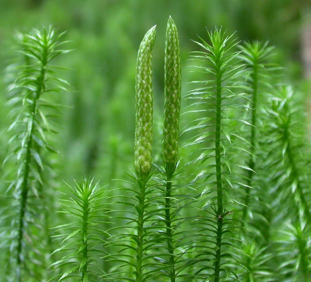 Lycopodium annotinum
