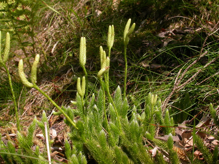 Lycopodium clavatum