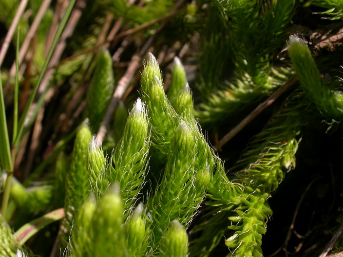 Lycopodium clavatum