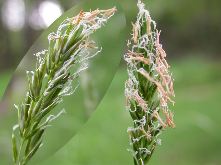 Süßgräser, Poaceae, Ruchgras, Anthoxanthum