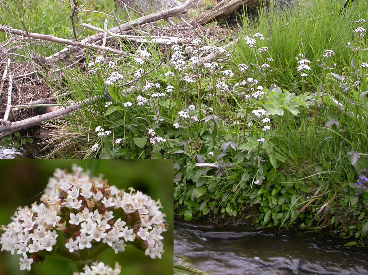 Baldriangewächse Valerianaceae